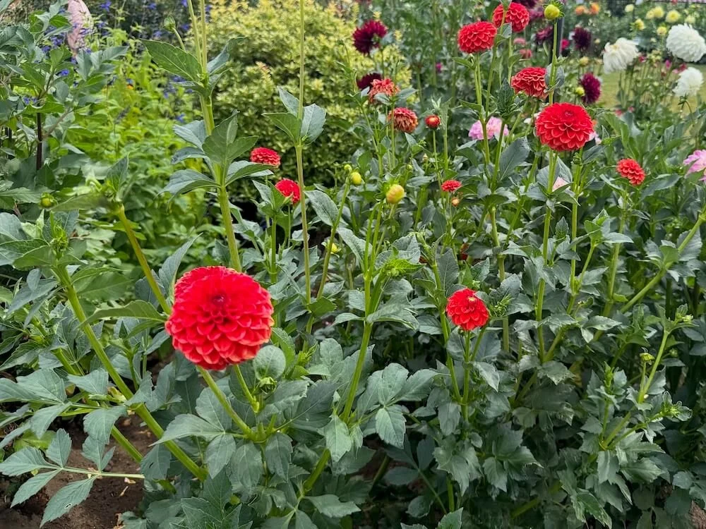 Dahlia 'Lollipop' 03.jpeg