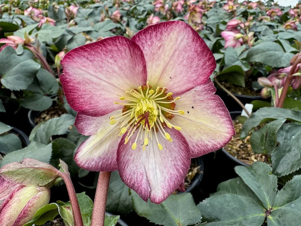 Helleborus x glandorfensis HGC 'Ice N' Roses Frosted Rose' 03.jpeg