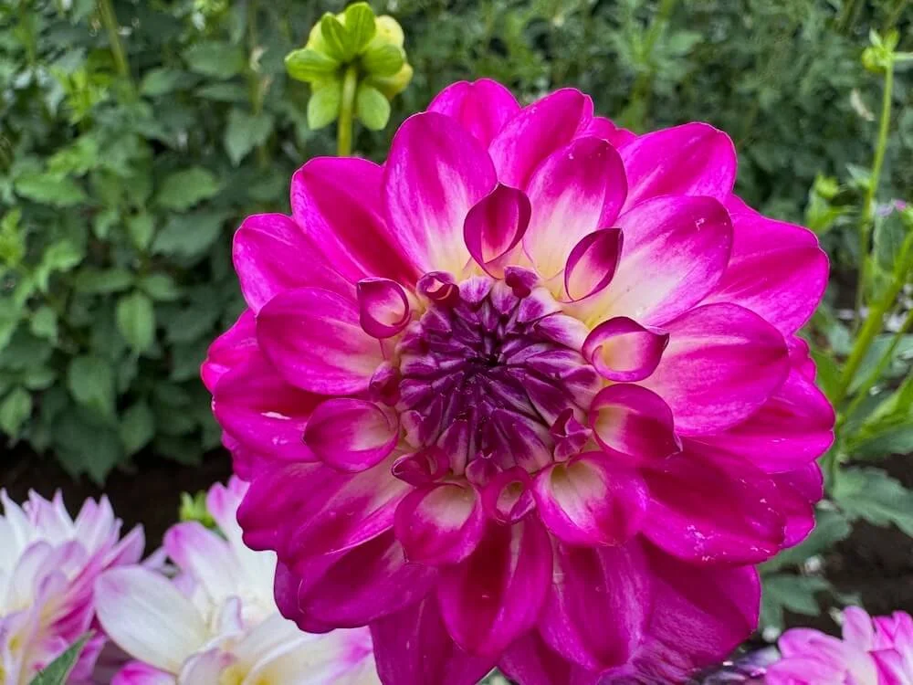 Dahlia 'Magically Dun' 02.jpeg