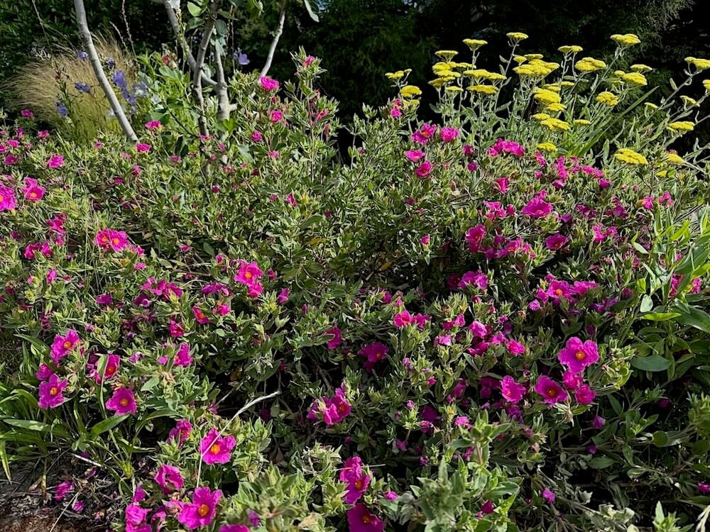 Cistus x pulverulentus 'Sunset' 03.jpeg