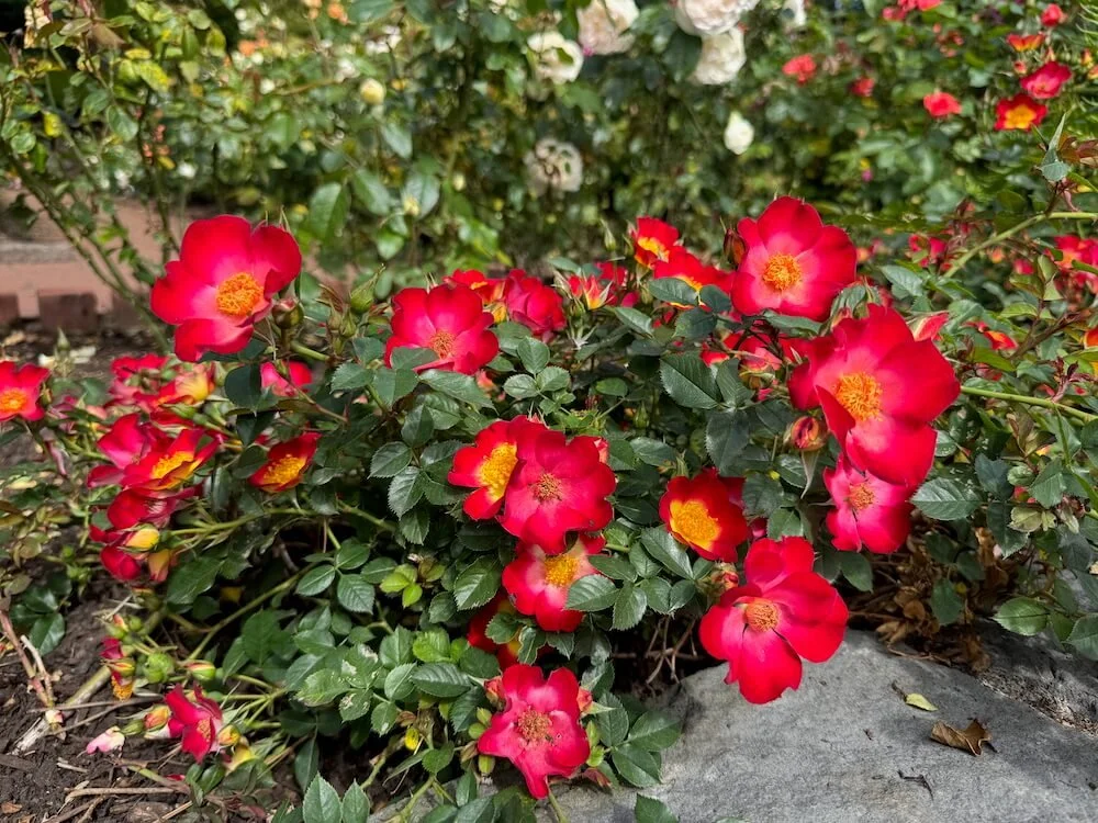 Rosa 'Playful Happy Trails' 01.jpeg