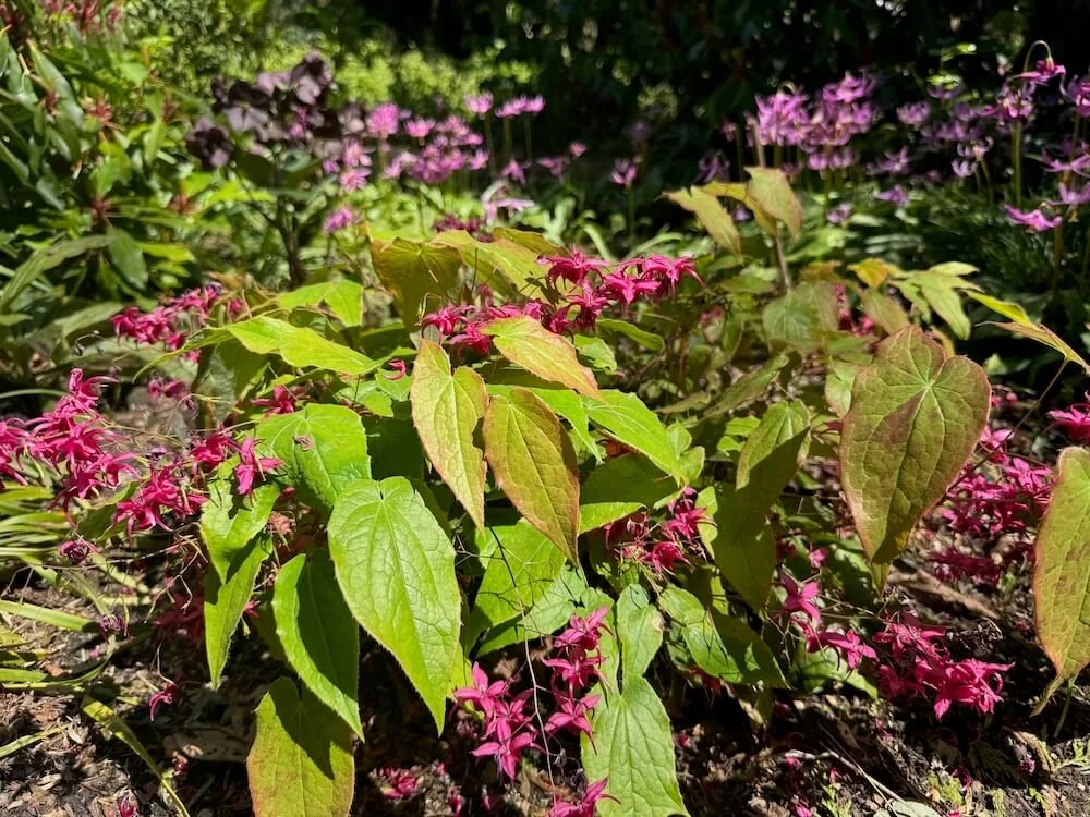 Epimedium 'Royal Purple' | Royal Purple Barrenwort
