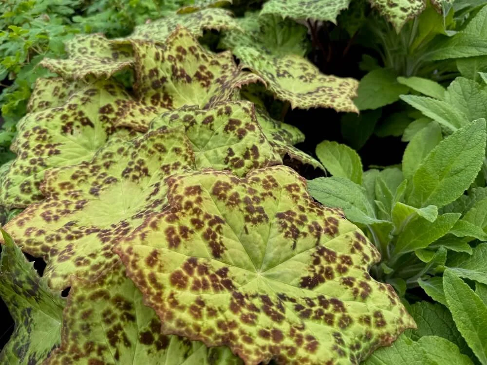 Podophyllum versipelle 'Spotty Dotty' 06.jpeg