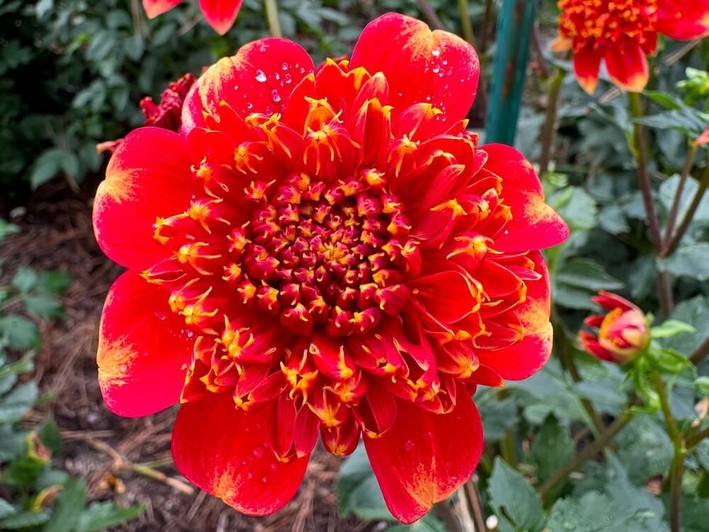 Dahlia 'Lake Hills Sunset' 01.jpeg