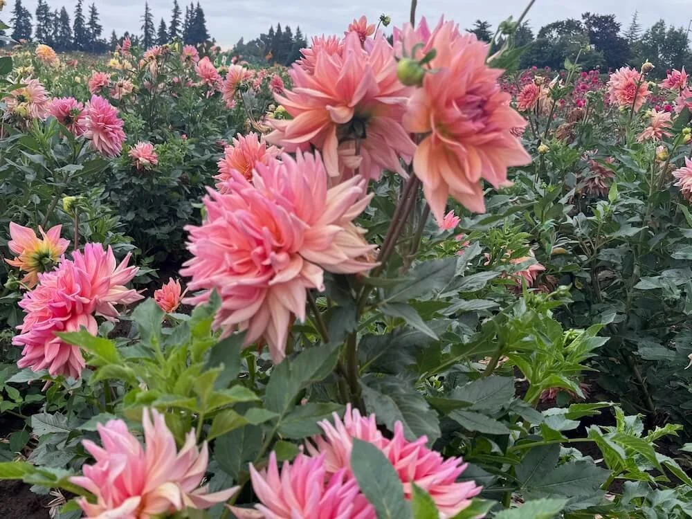 Dahlia 'Baarn Bounty' 03.jpeg