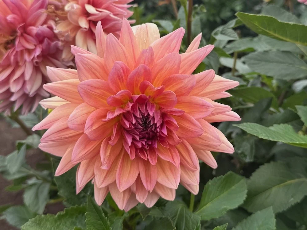 Dahlia 'Baarn Bounty' 01.jpeg