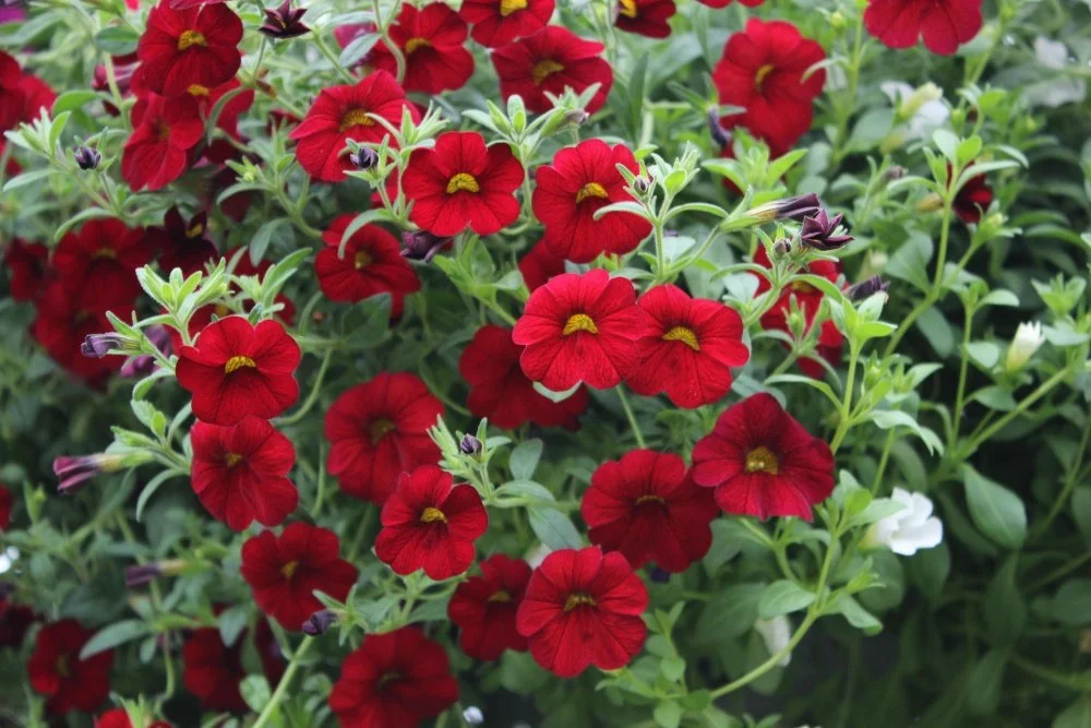 Calibrachoa 01.jpg