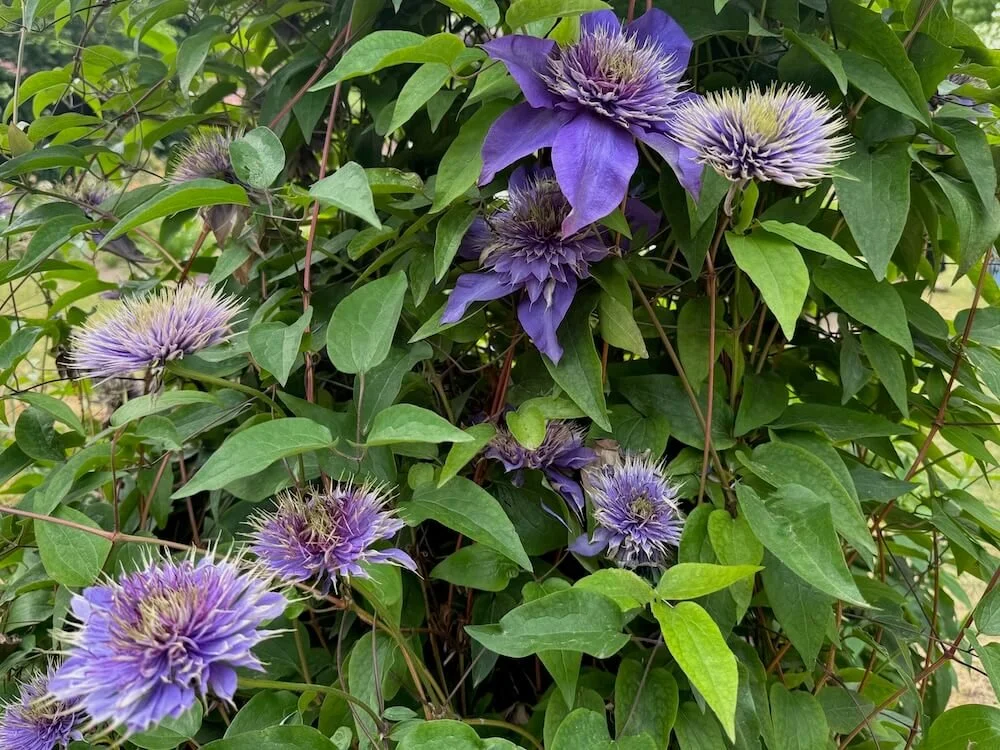 Clematis 'Multi Blue' 03.jpeg