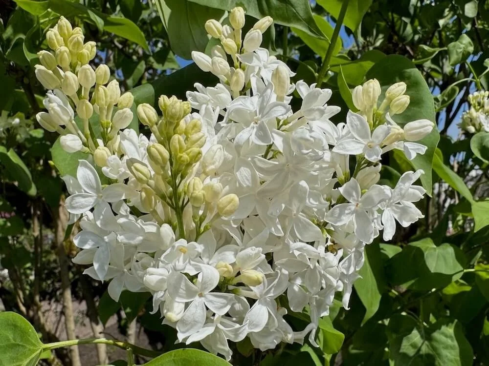 Syringa Vulgaris 'Angel White' 01.jpeg