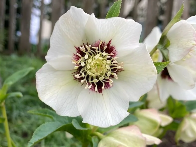 Helleborus x hybridus 'Enchantment' | Enchantment Lenten Rose