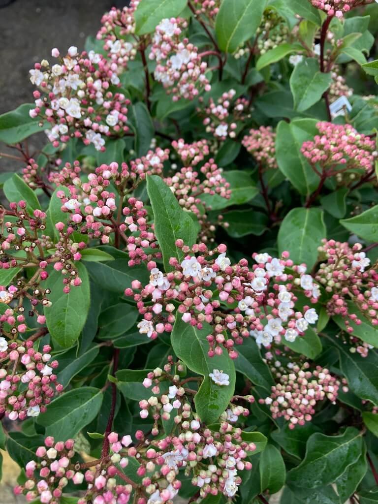 Viburnum tinus 'Spring Bouquet' 04.jpeg