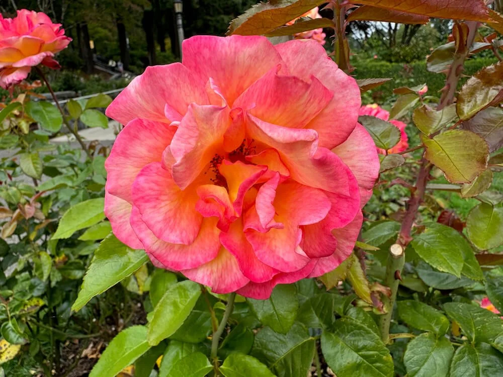 Rosa 'Sheila's Perfume' 01.jpeg