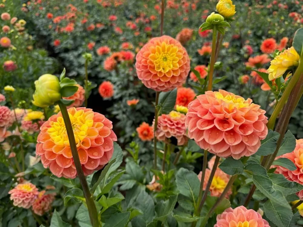 Dahlia 'Oh Honey!' 05.jpeg