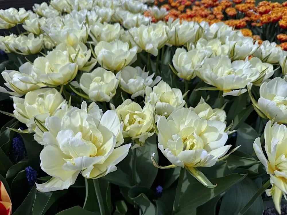 Tulipa 'Exotic Emperor' 03.jpeg