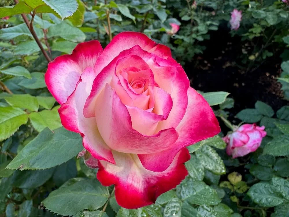 Rosa 'Cherry Parfait' 01.jpeg