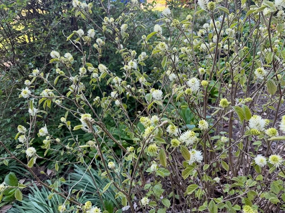 Fothergilla x intermedia 'Mount Airy' 03.jpeg