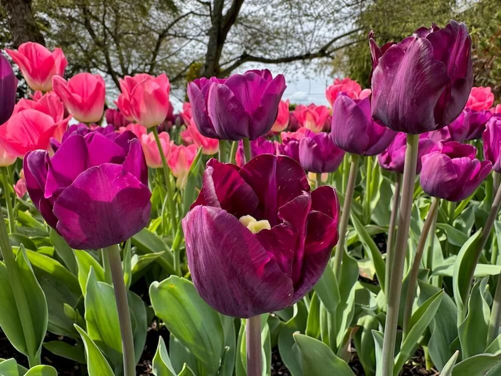 Tulipa 'Purple Flag' 04.jpeg