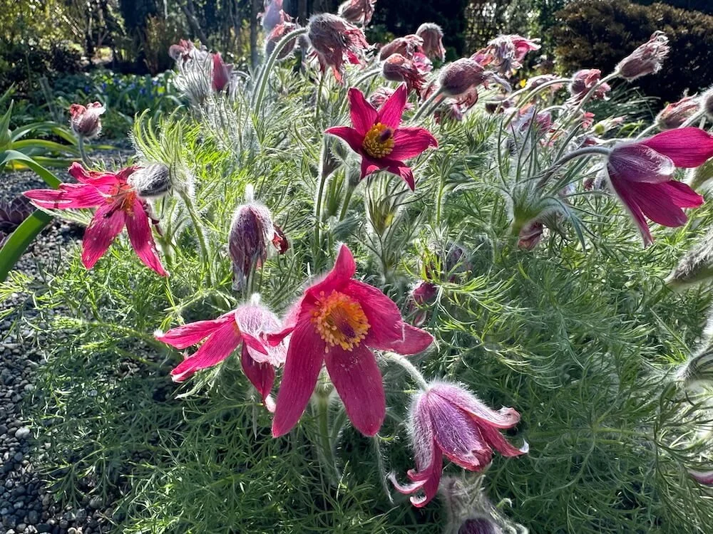 Pulsatilla vulgaris 'Red Bells' 02.jpeg