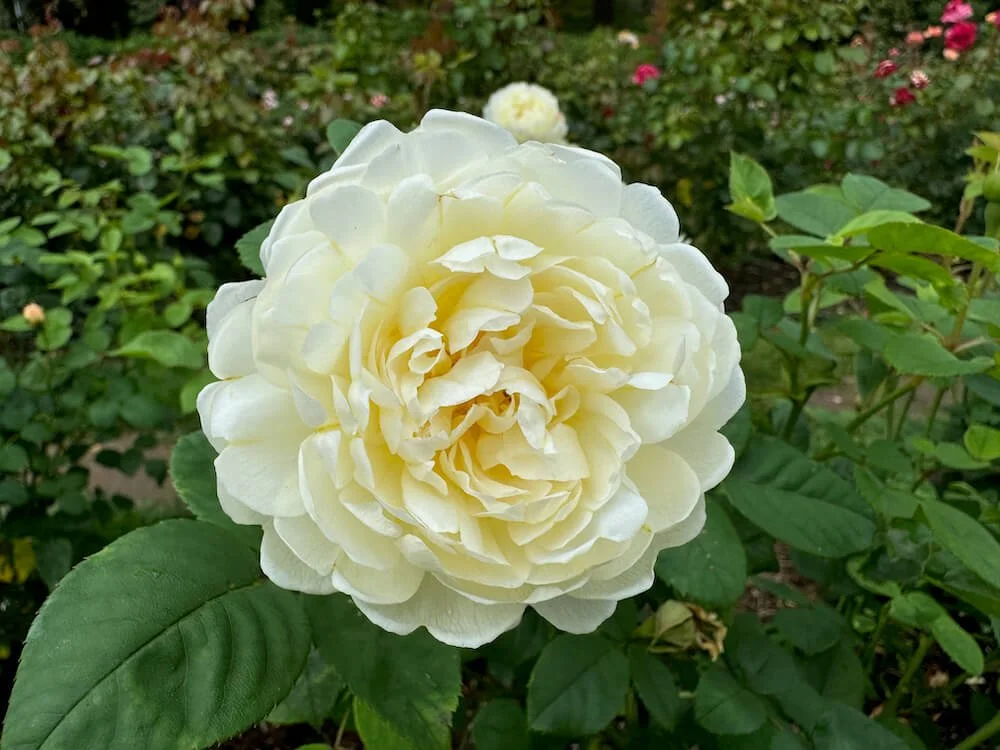 Rosa 'NYE Bevan' 01.jpeg