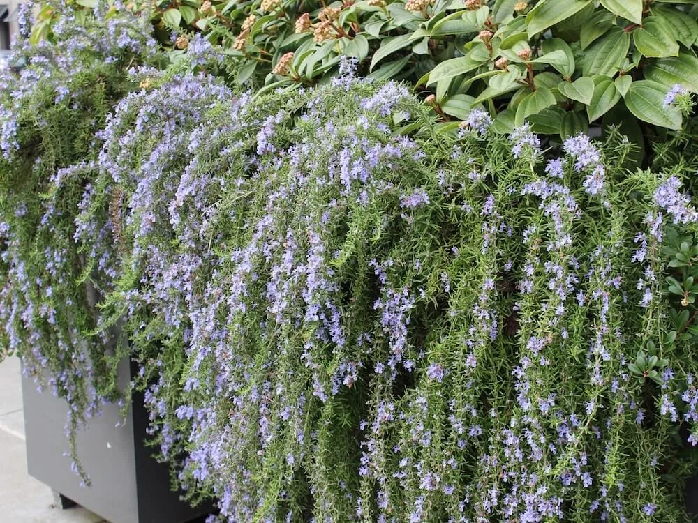 Rosmarinus officinalis 'Prostratus' 03.JPG