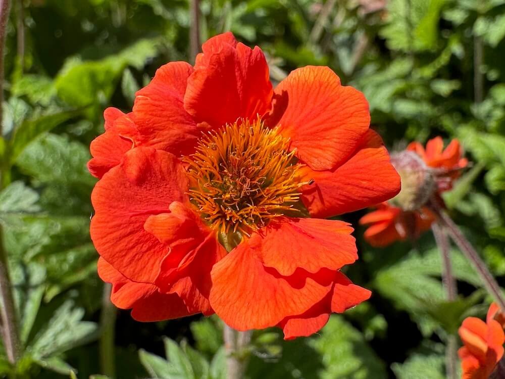 Geum 'Rustico Orange' | Rustico Orange Avens
