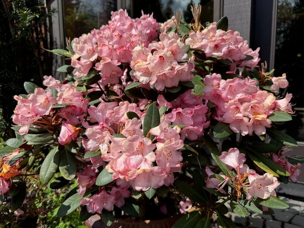 Rhododendron bureavii 'Hansel' 03.jpeg