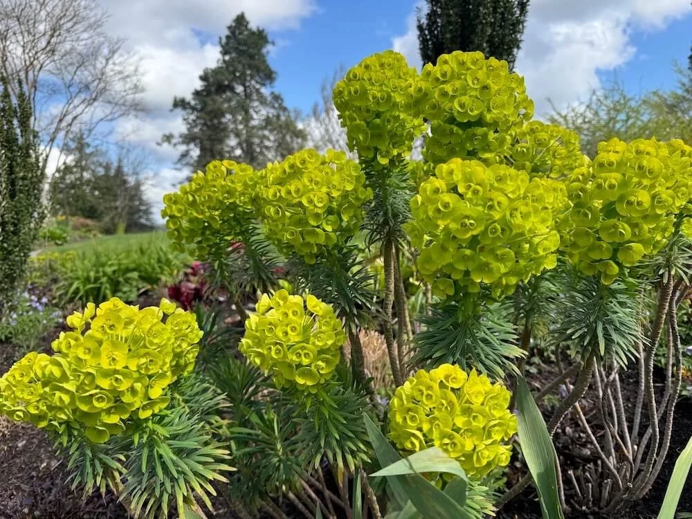 Euphorbia characias 'Dwarf' 03.jpeg