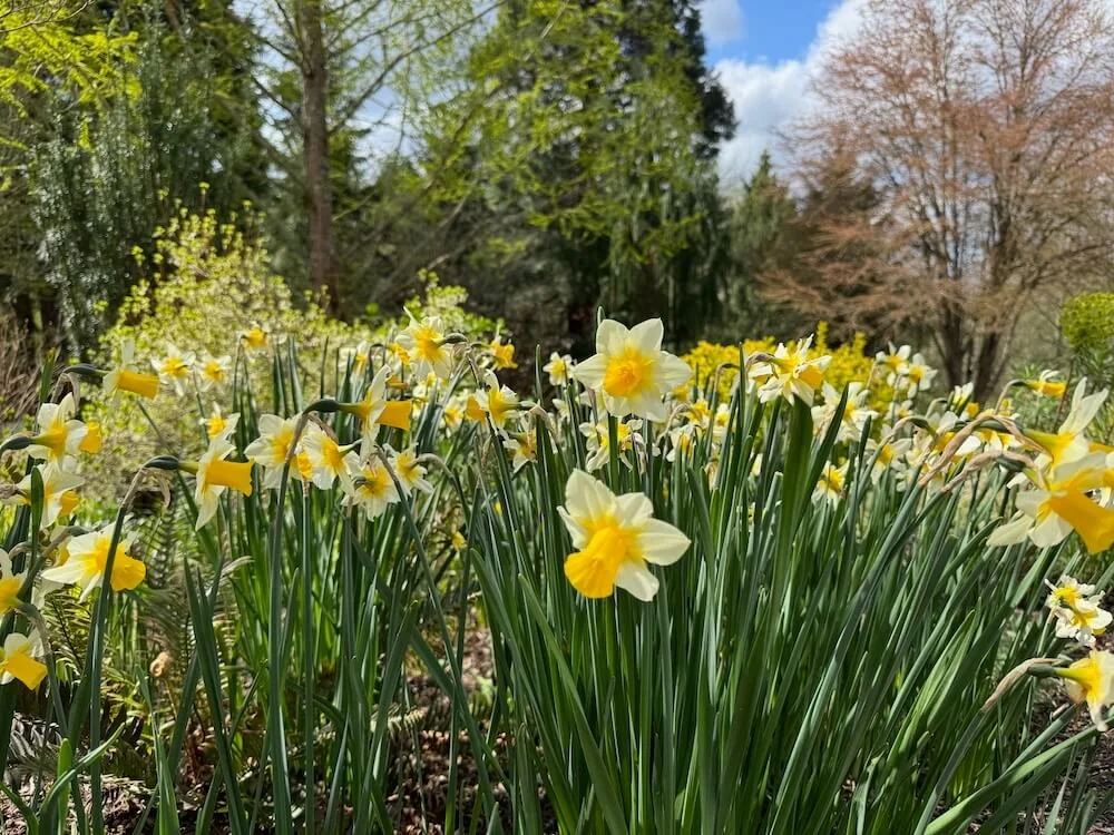 Narcissus 'Golden Echo' 03.jpeg