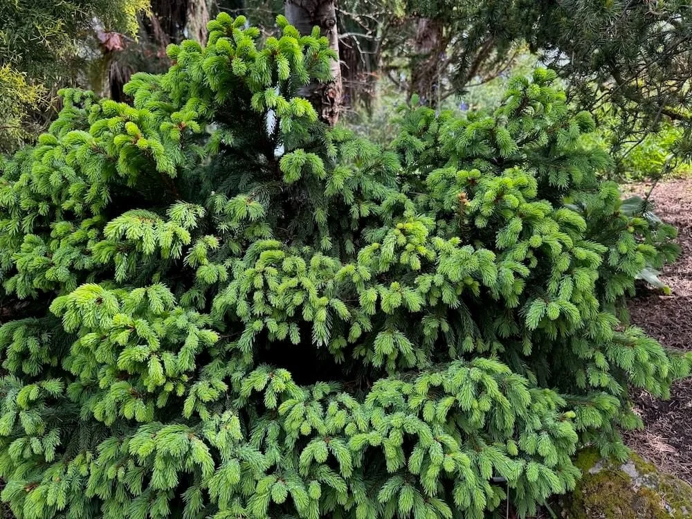 Picea abies 'Stephanie's Green Golf Ball' 03.jpeg