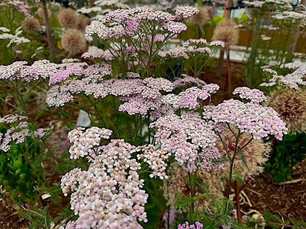Achillea millefolium 'Lilac Beauty' 02.jpeg