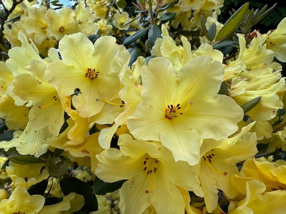 Rhododendron 'Gedser Gold' 01.jpeg
