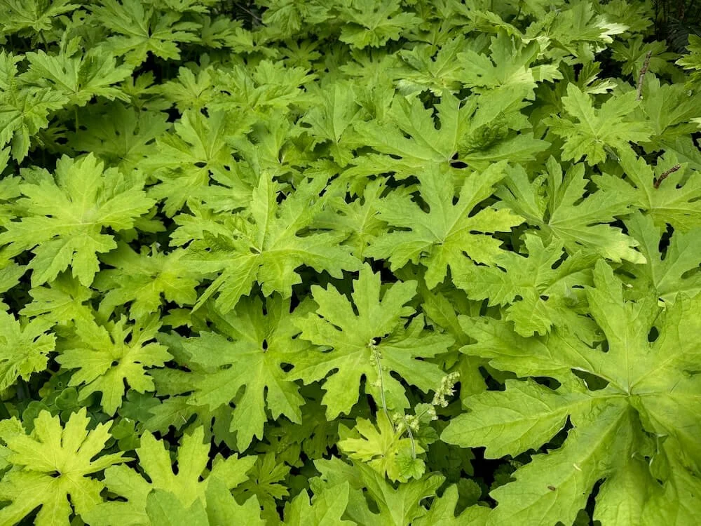 Petasites frigidus var. palmatus 05.jpeg