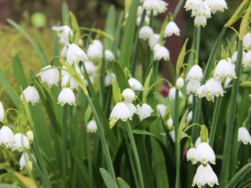 Leucojum aestivum 'Gravetye Giant' 02.JPG