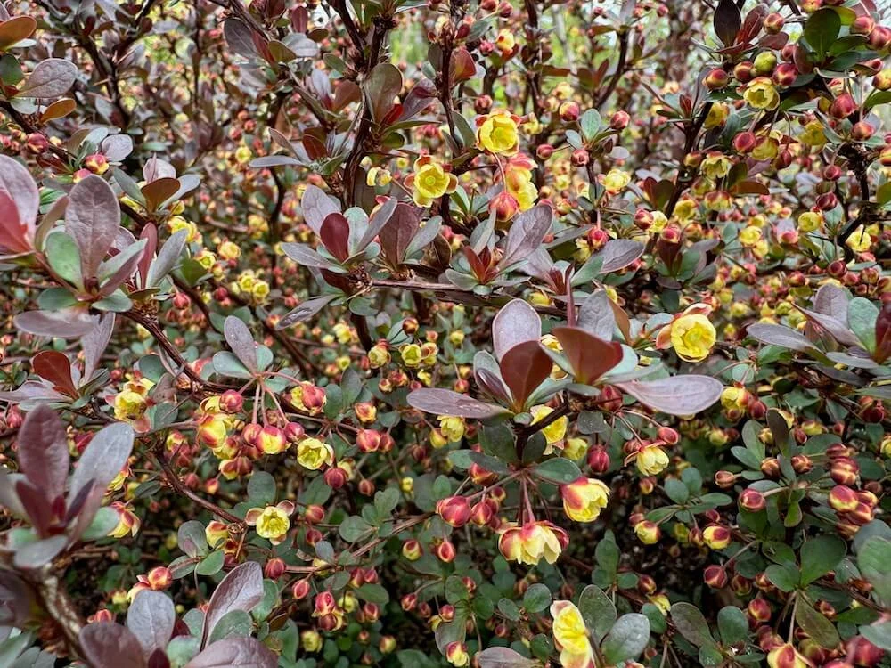 Berberis thunbergii f. atropurpurea 'Atropurpurea Nana' 02.jpeg