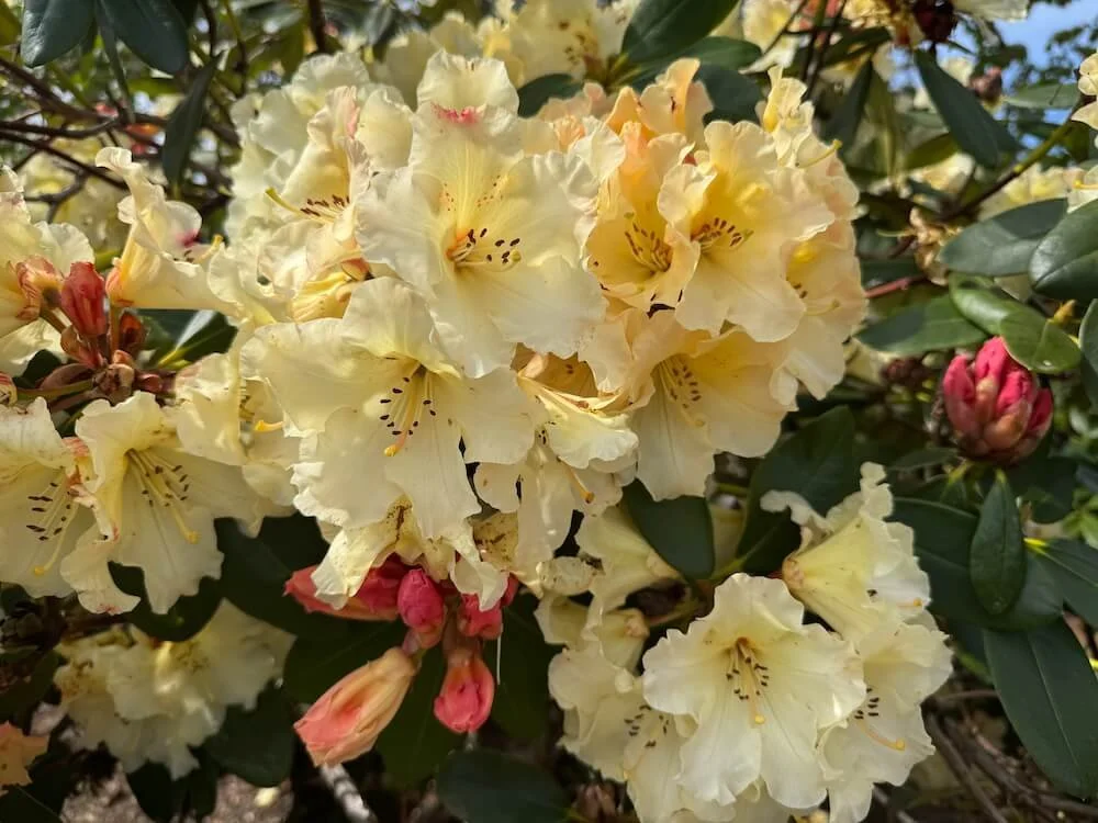 Rhododendron 'Evening Glow' 04.jpeg