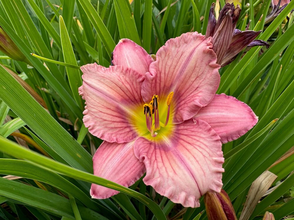 Hemerocallis 'Pink Tangerine' 02.jpeg