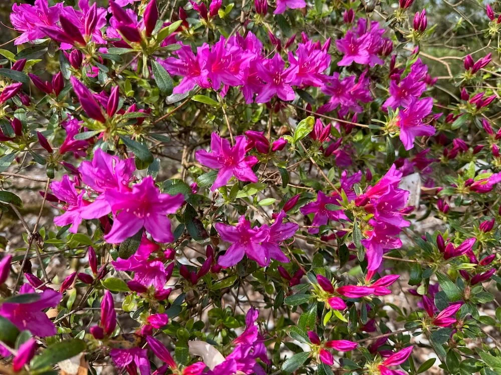 Rhododendron 'Atalanta'  03.jpeg