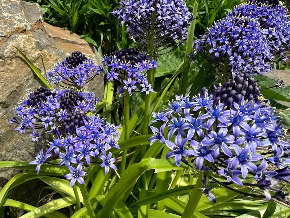 Scilla Peruviana 03.jpeg
