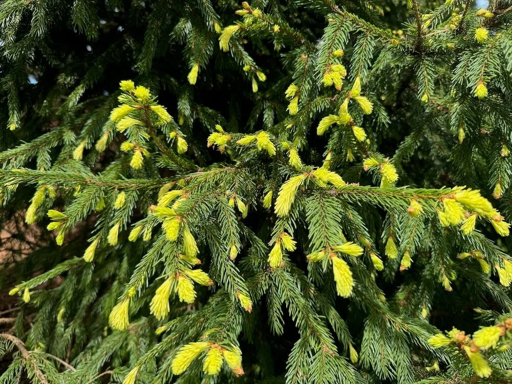 Picea abies 'Perry's Gold' 02.jpeg