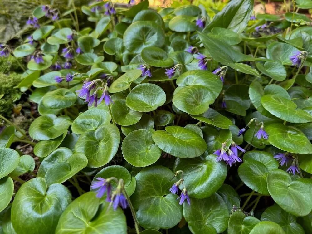 Soldanella alpina | Alpine Snowbell