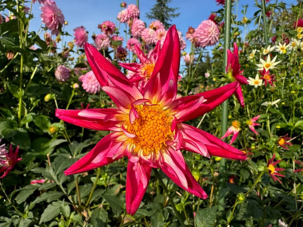 artisan plant Echinacea 'Artisan Red Ombre' #1