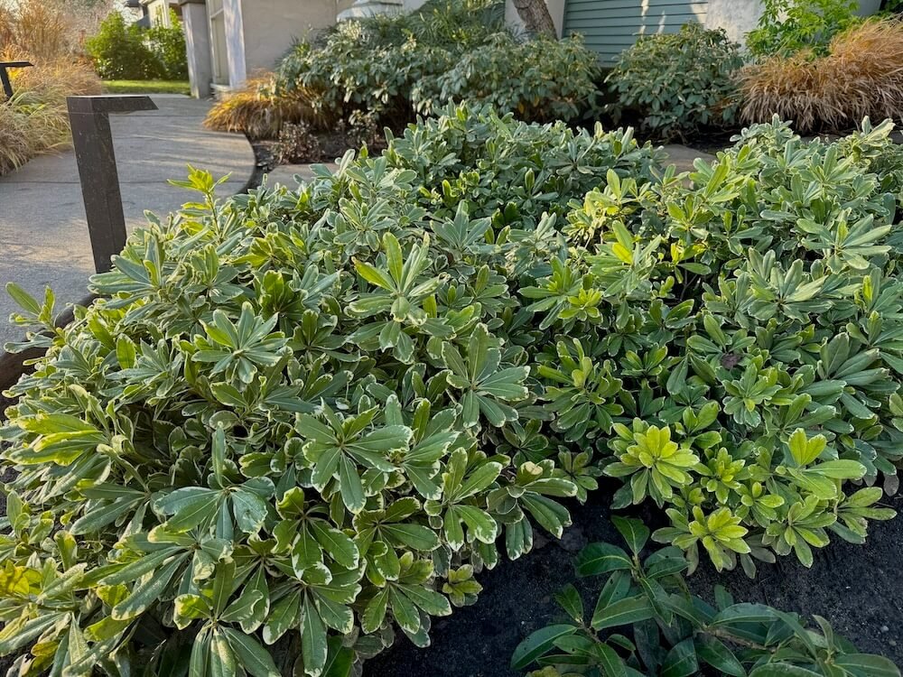 Pittosporum tobira 'Shima' 03.jpeg