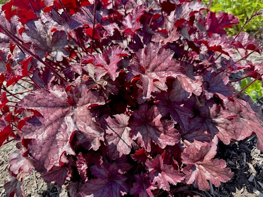 Heuchera 'Amethyst Mist' 03.jpeg