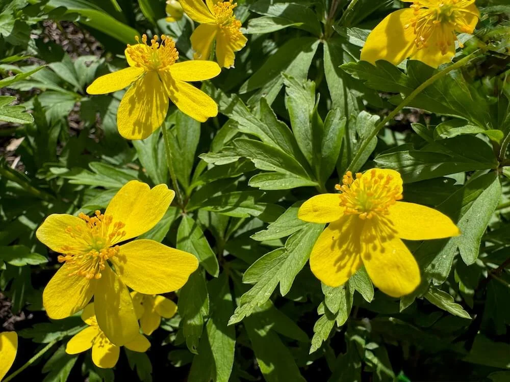 Anemone ranunculoides | Yellow Wood Anemone