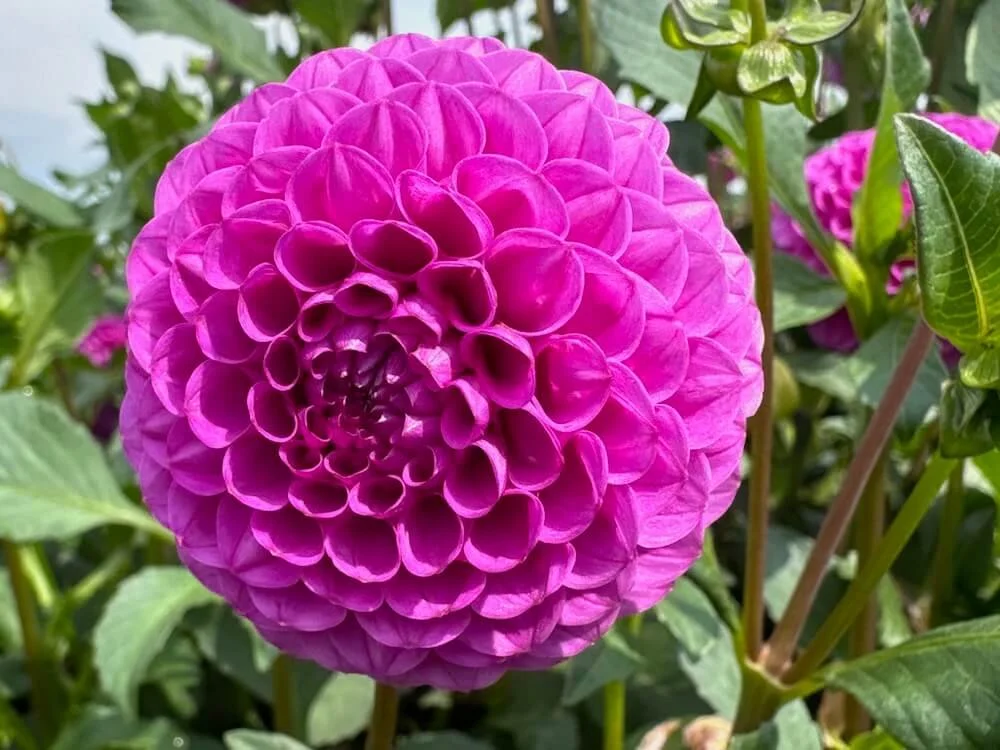 Dahlia 'Mary Munns' 01.jpeg