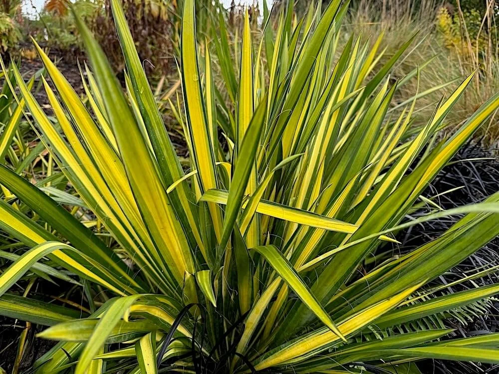 Yucca filamentosa 'Garland's Gold' | Garland's Gold Adam's Needle