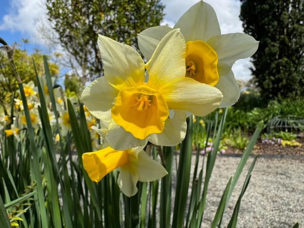Narcissus 'Golden Echo' 02.jpeg