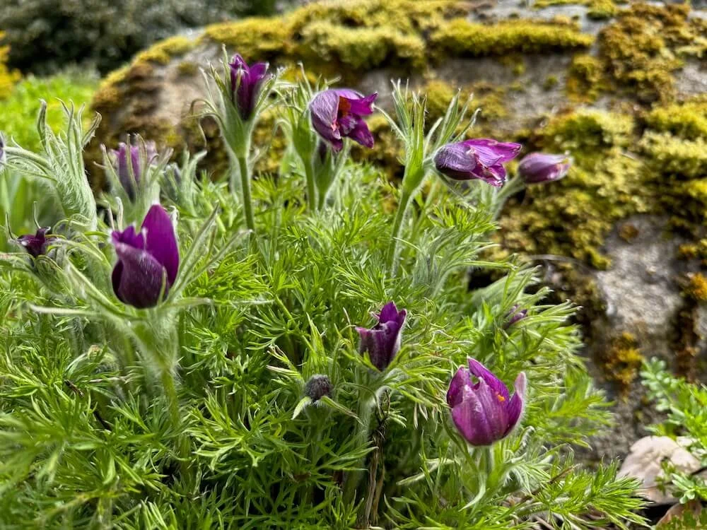 Pulsatilla vulgaris 06.jpeg