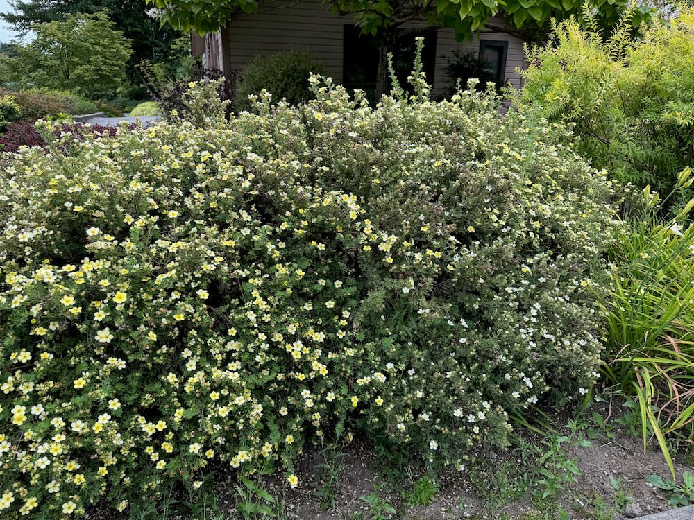 Potentilla fruticosa 03.jpeg