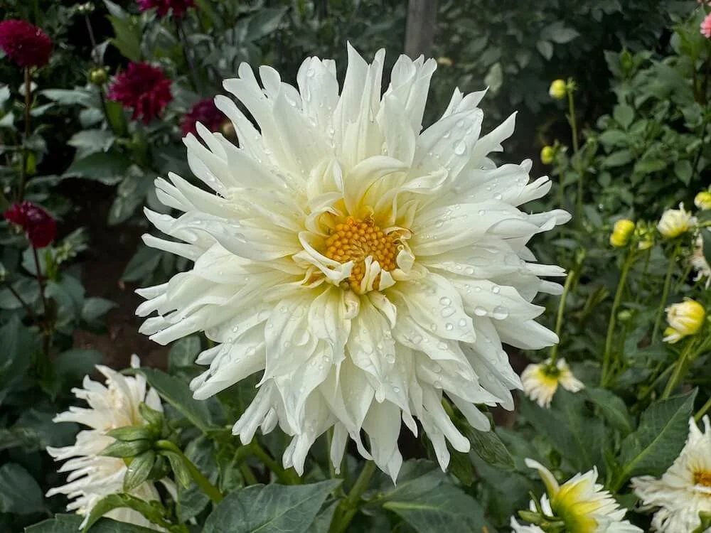 Dahlia 'Jack Frost' 01.jpeg